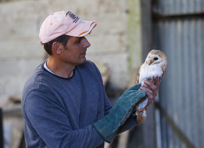 Duncan Barn Owl Monitoring