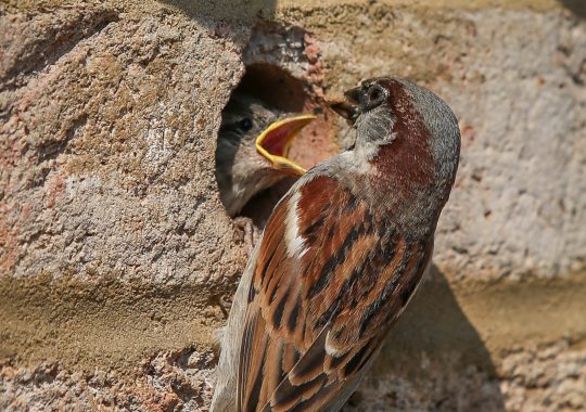House Sparrow feeding young in Brick Bird Box Standard.