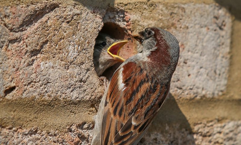 House Sparrow feeding young in Brick Bird Box Standard.
