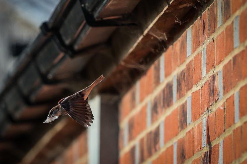 Brick Bird Box House Sparrow nest Building