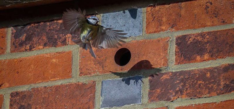 Brick bird box in use by blue Tit