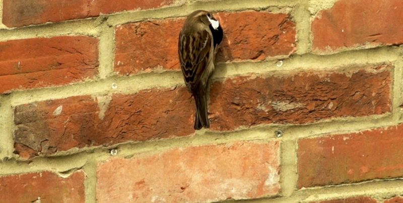 House Sparrow nest box